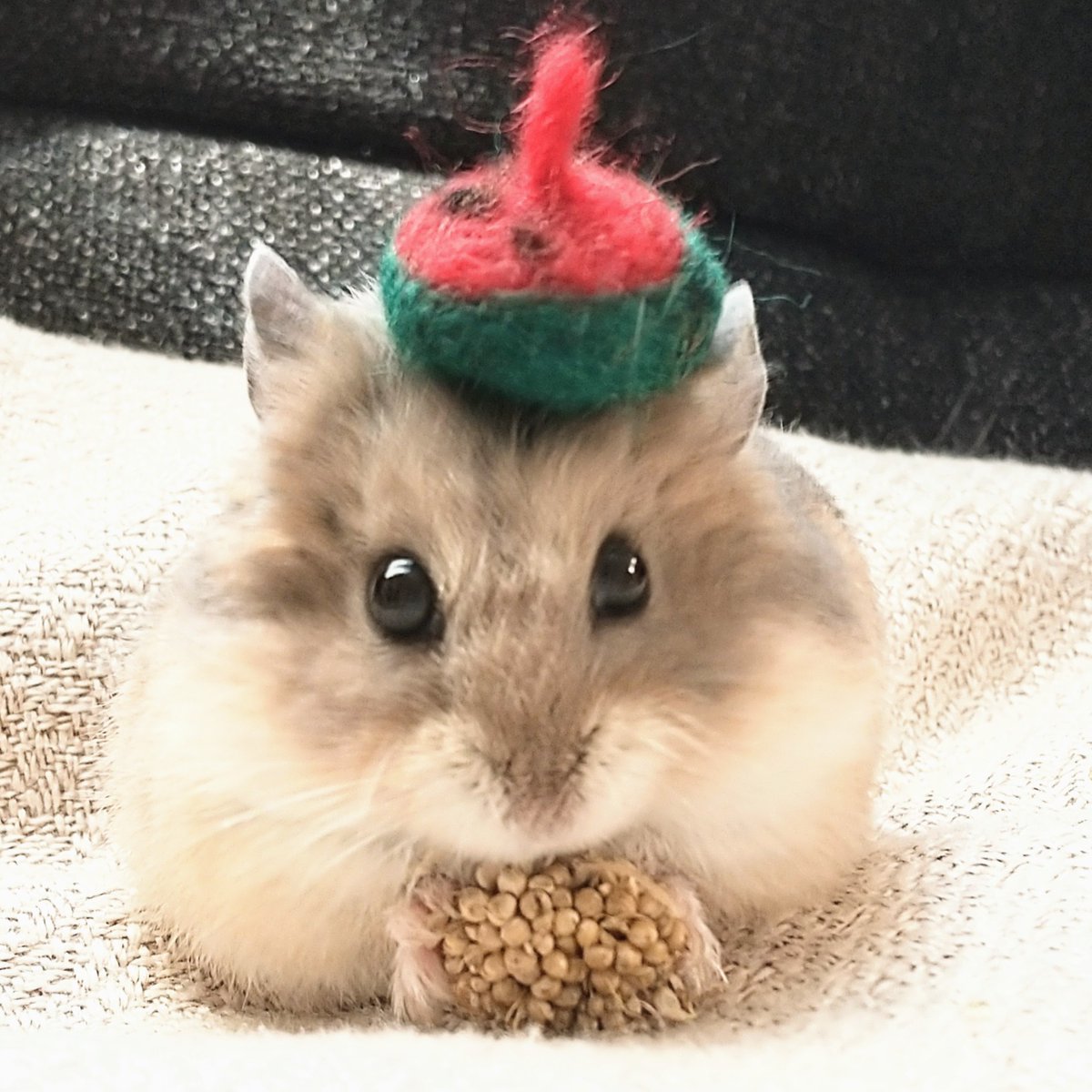 rairai_h300707's tweet photo. 🍉も欲しいでち💖

#キャンベルハムスター https://t.co/hXE1VyZXCk
