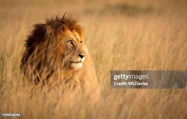 LionInCrisis's tweet photo. Lion on Getty Images vs on Instagram https://t.co/OQ0TGnobTV