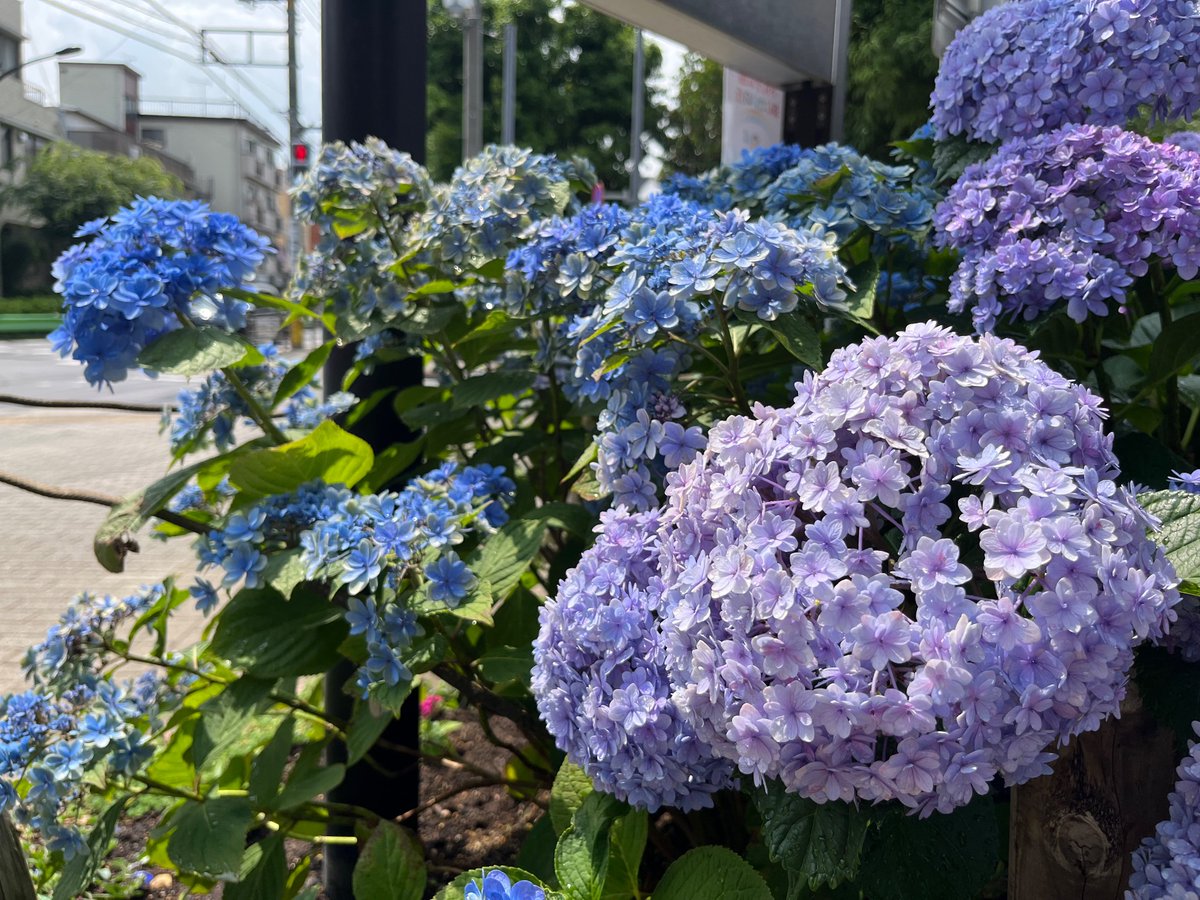 hicug's tweet photo. 雨の日の写真整理
晴れた日に見た紫陽花 https://t.co/Si0yOsQY0Q