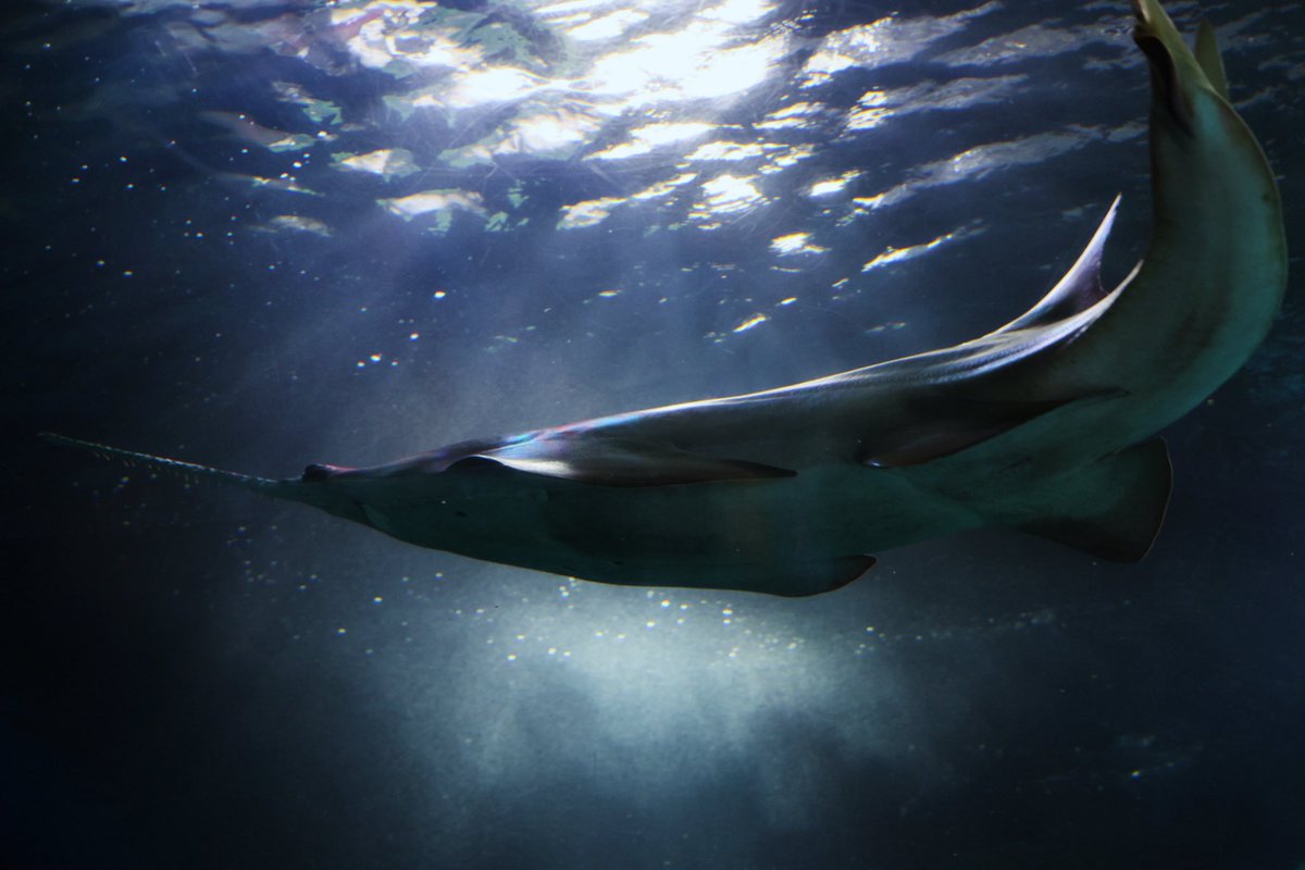 G_Noko_'s tweet photo. dwarf sawfish https://t.co/beaV0r6jsP
