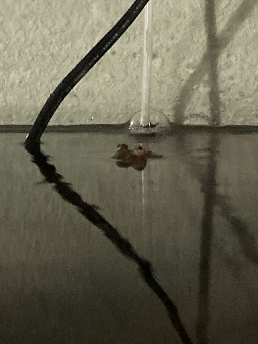 Chuch's Mediocre Frog Blog tweet media