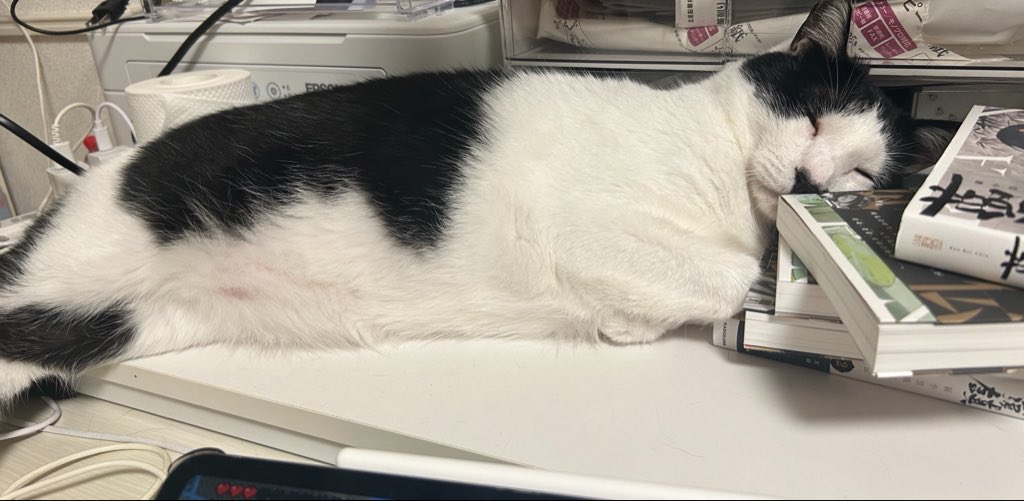 runap2012's tweet photo. 人間大好きわんこ系猫 https://t.co/LZ0rWZliJb