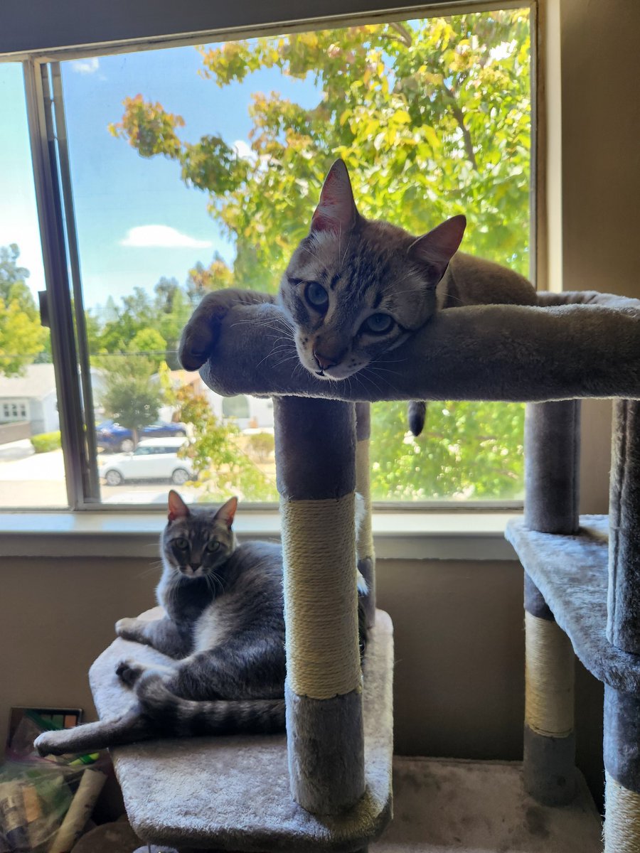 lentil & bowser 🩶 walter & bonkers 🌈 tweet media