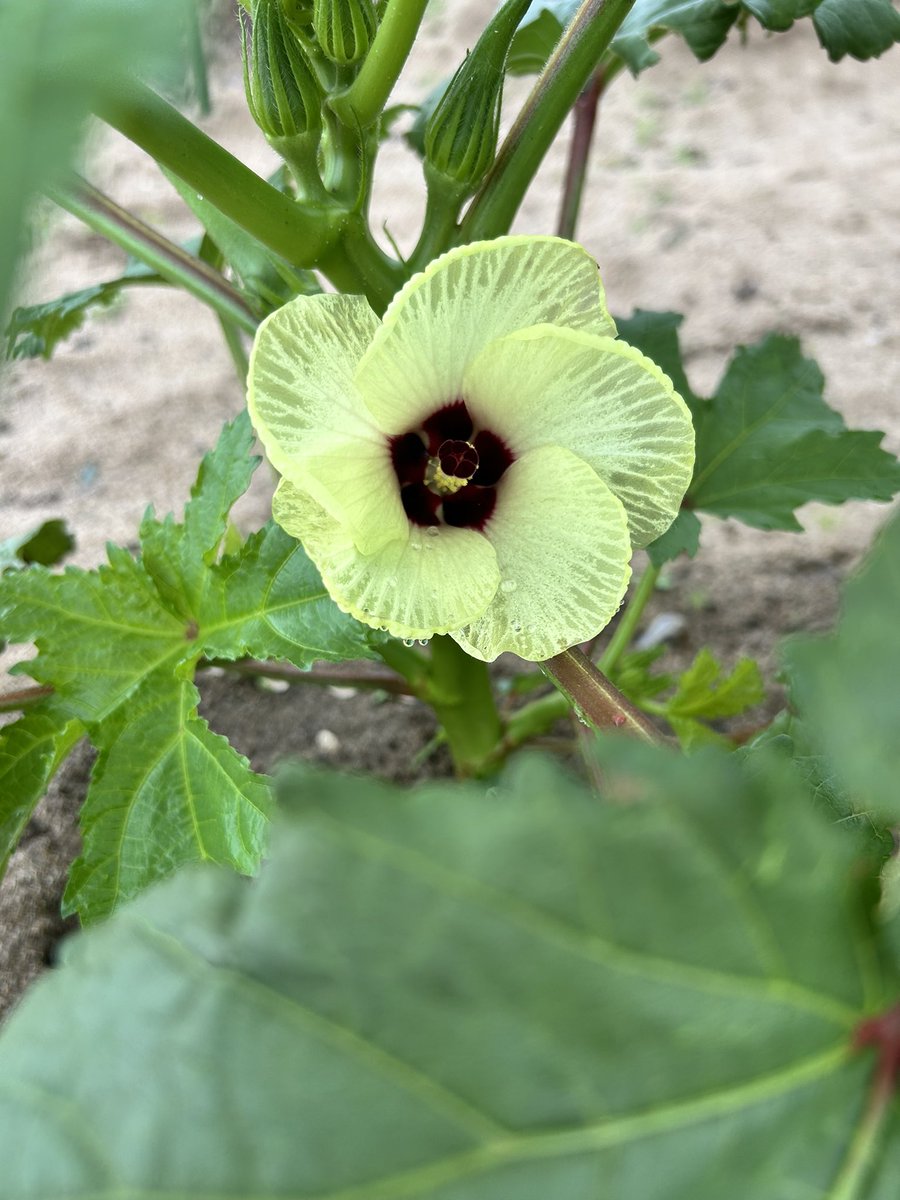 3104Tanabe's tweet photo. 農園任務完了✅
すいか🍉が大きくなってきました。
そしてぼくの大好物オクラの花が咲きました。いよいよ収穫間近！
#プチ農園日記 https://t.co/HxykPoGLnL