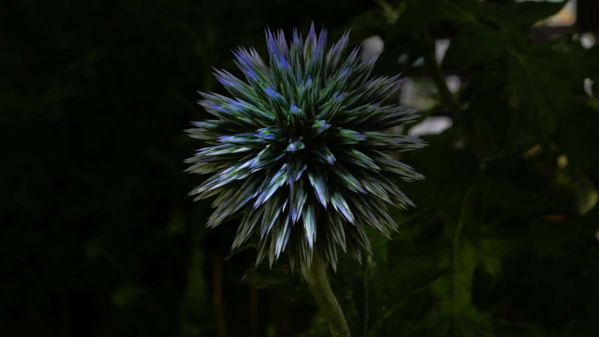 Digikun_'s tweet photo. #LUMIX #GH4

VARIO12-35mm F2.8 ASPH. POWER O.I.S.
色調整済み

10年以上前の動画機マイクロフォーサーズ
ルミックスですけど何か？

#デジタルカメラ #ルミックス #マイクロフォーサーズ #MicroFourThirds #写真 #撮影 #ディジくん #DIGITALDO #デジタル道 #ディジくん式デジタル道 #デ道 https://t.co/jCgqssf23y