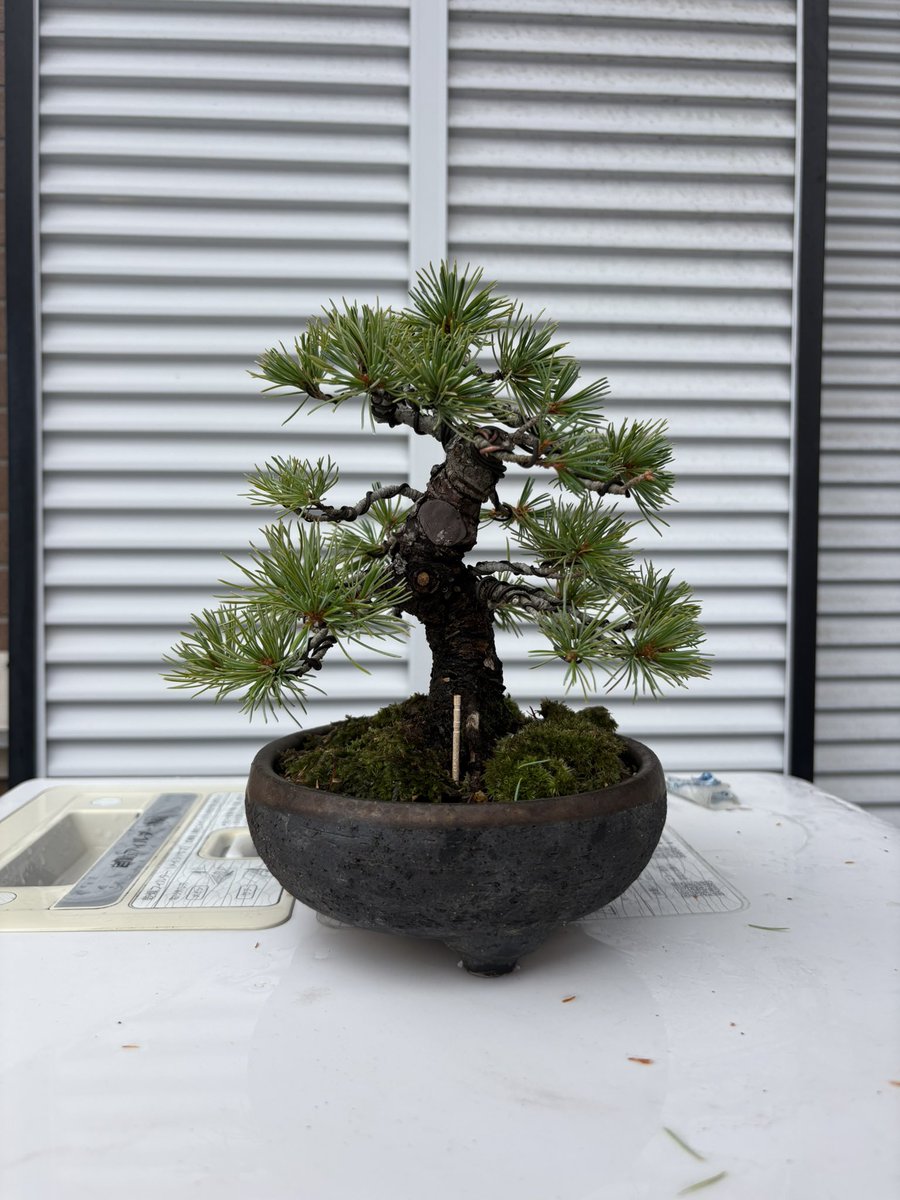 sabori5963's tweet photo. 五葉松。実生26年生？？25年生？どっちか。
#盆栽　#BONSAI #五葉松 https://t.co/NEdGRBYLhN