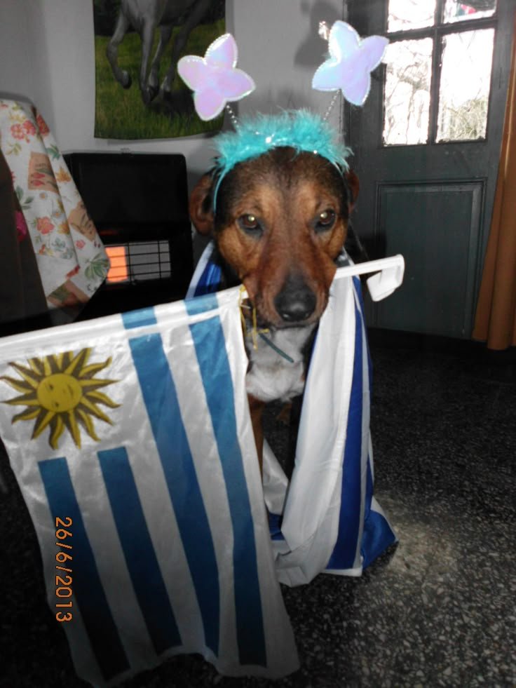 armylureal's tweet photo. "ya no me voy a ilusionar más con el fútbol"
yo en 2030: https://t.co/UKbE6xkz9y