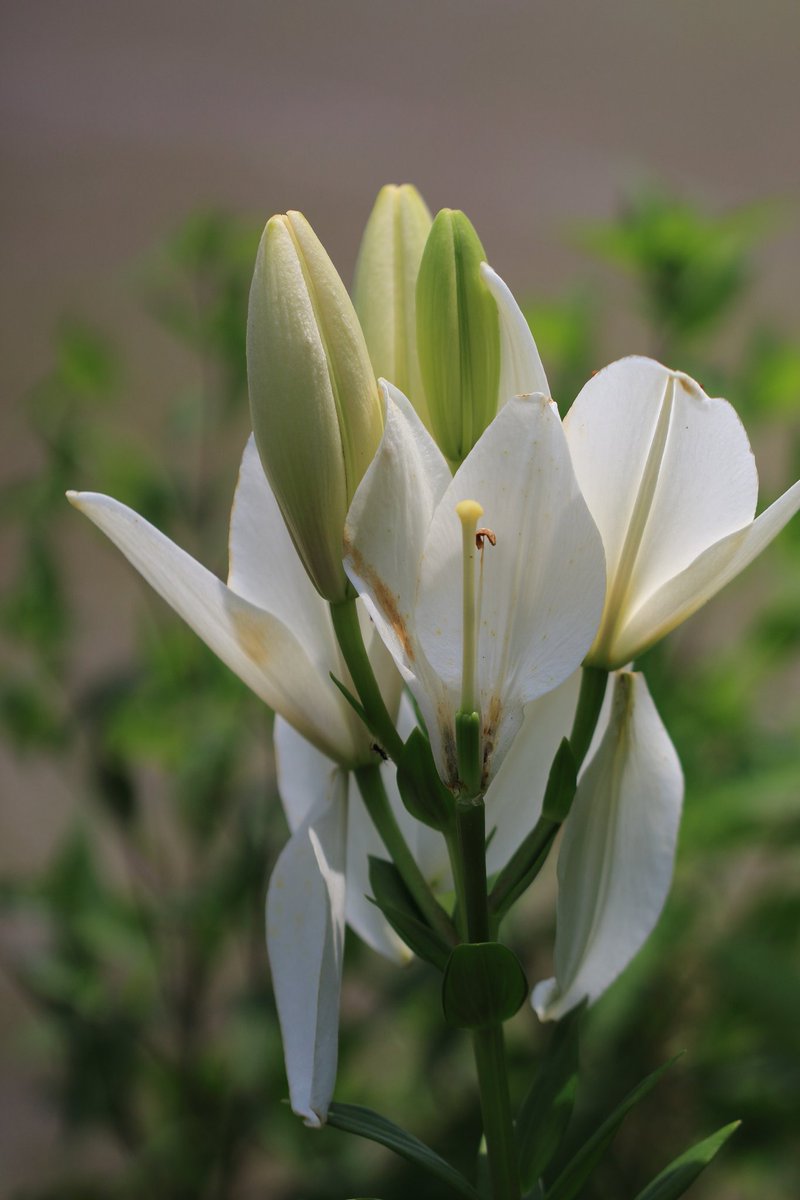 cappuccin45321's tweet photo. 百合
CANON EOS Kiss X7
EF100mm F2.8L MACRO IS USM
にて
#相模原麻溝公園
#相模原公園
より
#キヤノン
#EOSKISS
#EOSKissX7
#Kissカメラ https://t.co/17XjU4WhBA
