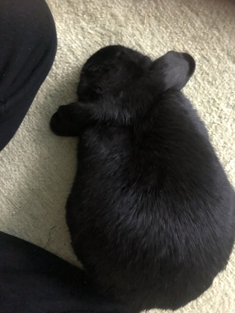 dekkaiusagi's tweet photo. 🐰太短いやろ？ https://t.co/a8H41K5MjL