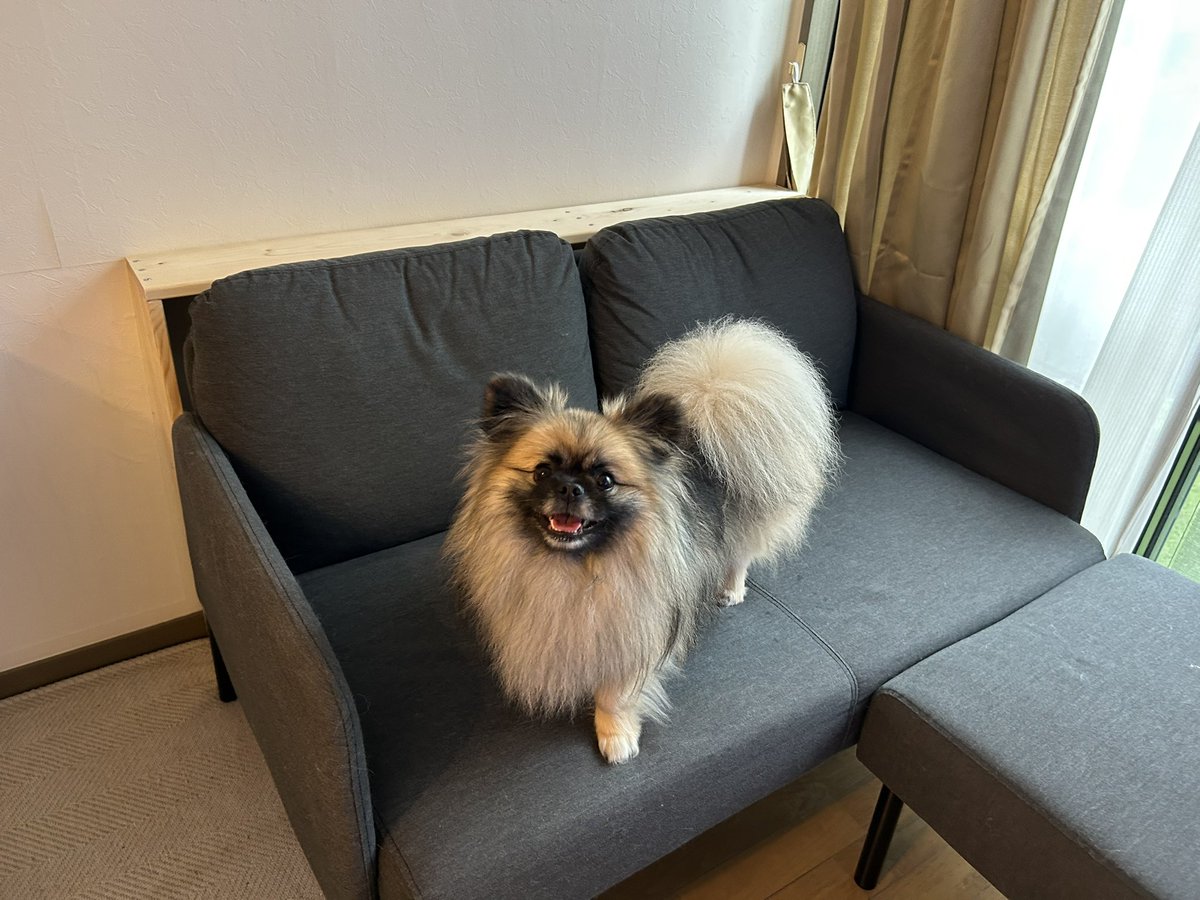 Once_aPonzuTime's tweet photo. 台風で出かけられないので飼い主は楽しくソファ後ろの棚作りをして過ごしました https://t.co/6QFrWSA7UU