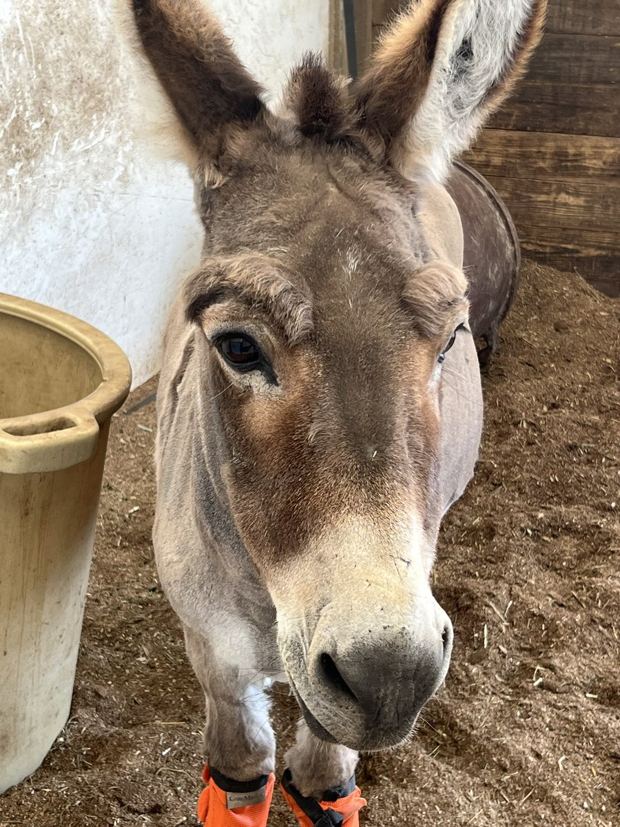 rew_erin's tweet photo. This mini donkey lives at the barn where I keep my horses, and they gave him eyebrows when they gave him his summer haircut. 🤣😂🤣 https://t.co/FwiRH5lTqC