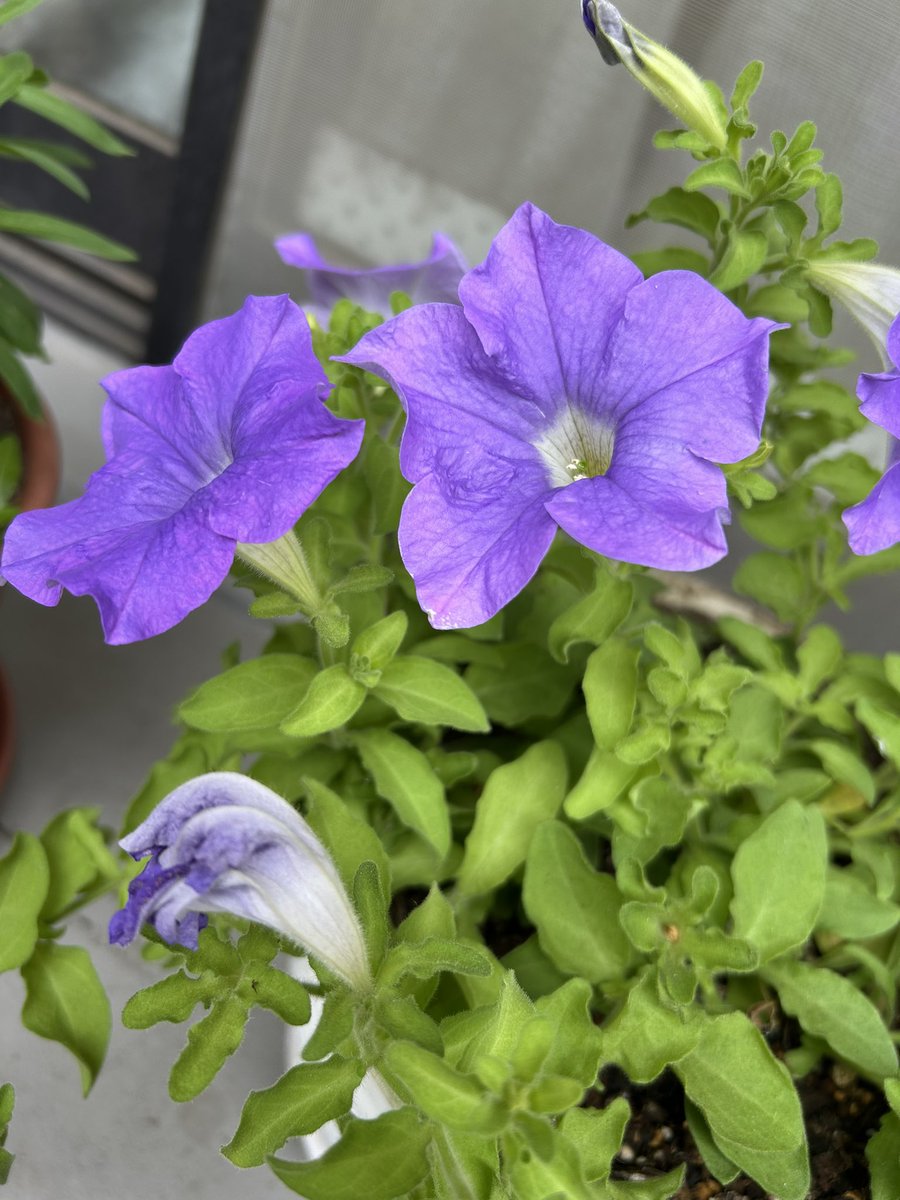 3cqssc's tweet photo. ベランダの花を避難させて、これからのお天気に備えます
午後もお気をつけてお過ごしください🌸♪ https://t.co/eMg4bUw3AV