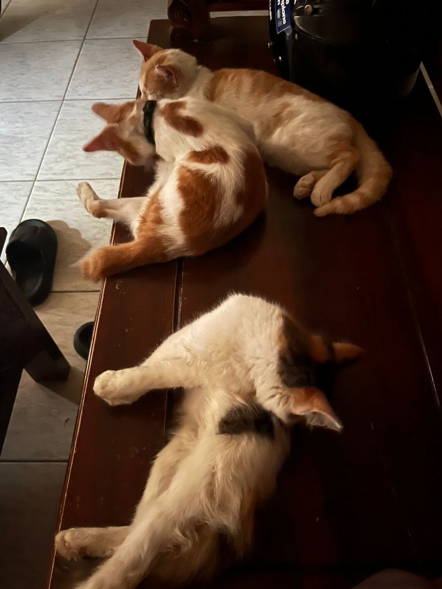 irgstk's tweet photo. Biasanya jam segini lagi pada main. Ini keknya mereka tau aku lagi sedih + ga semangat makanya ditemenin https://t.co/yox68PqPxp