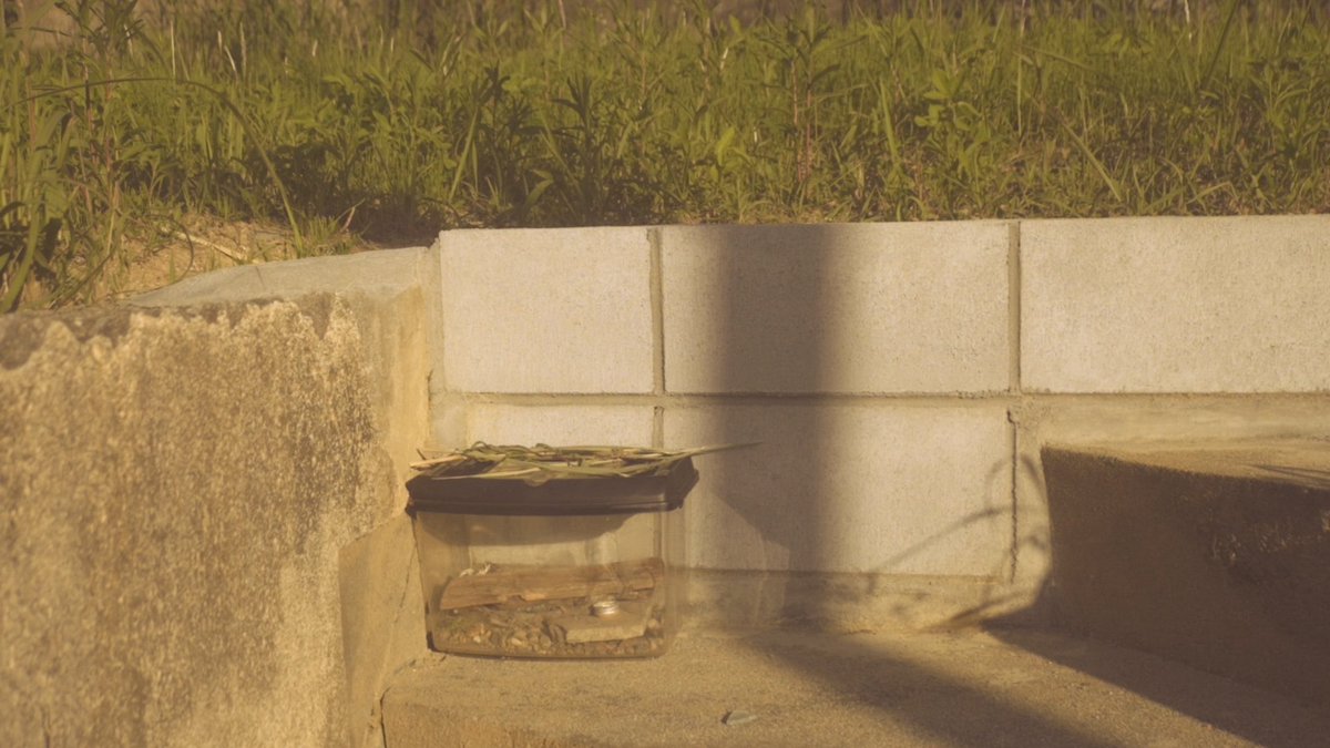 tsukishina_yuzu's tweet photo. 生駒のご近所散歩 take1. 虫かご
#写真 #phote https://t.co/dNwxKSN9PH