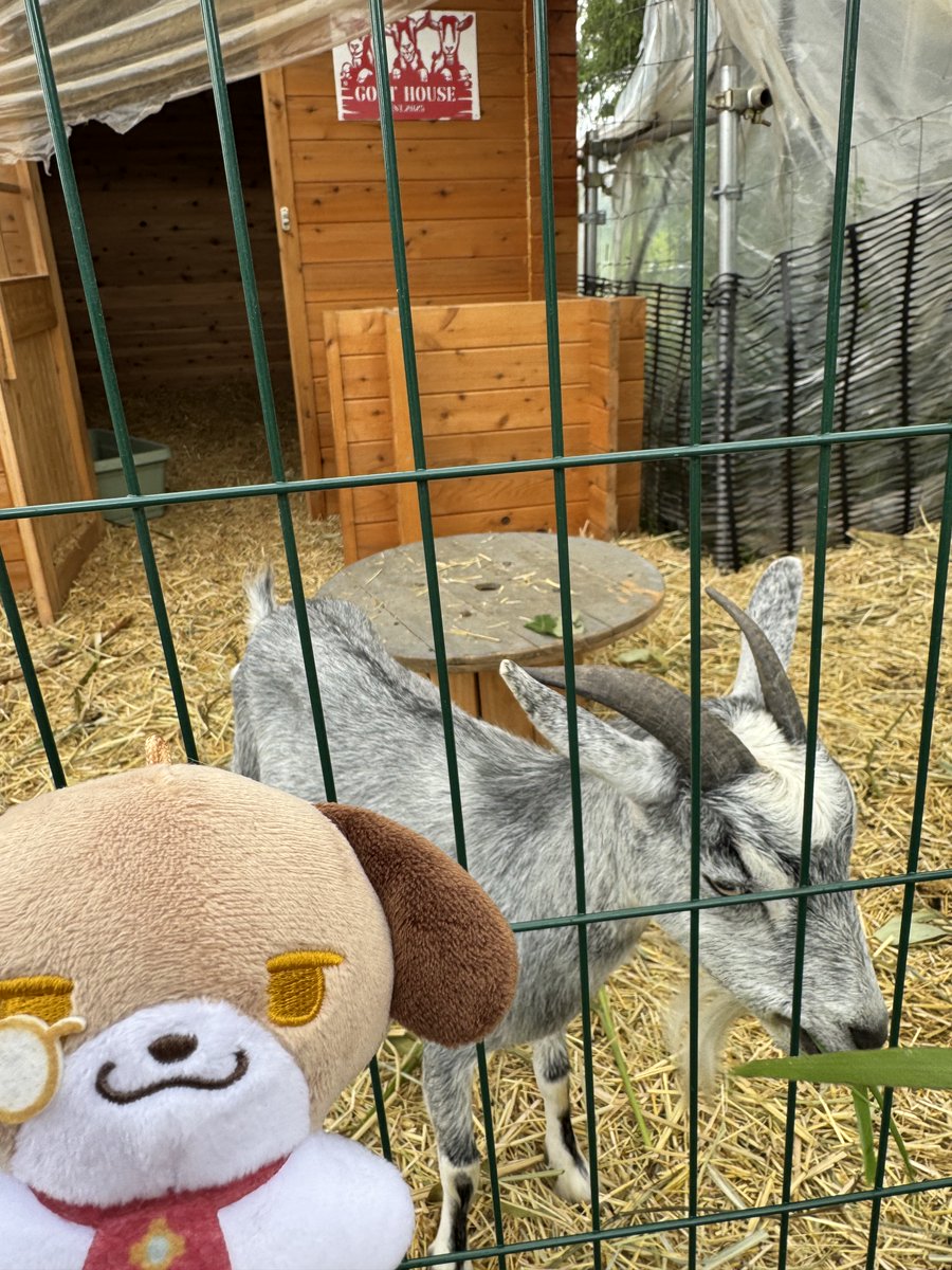 saradanann1's tweet photo. さくらんぼ狩り来た！
毎年恒例なのですが今年のさくらんぼ🍒めっちゃ美味しかった！！
地元の野菜ピザ食べてヤギにご飯あげて帰路へ。
17時には家につけるかな？ https://t.co/EQidYgkTVx