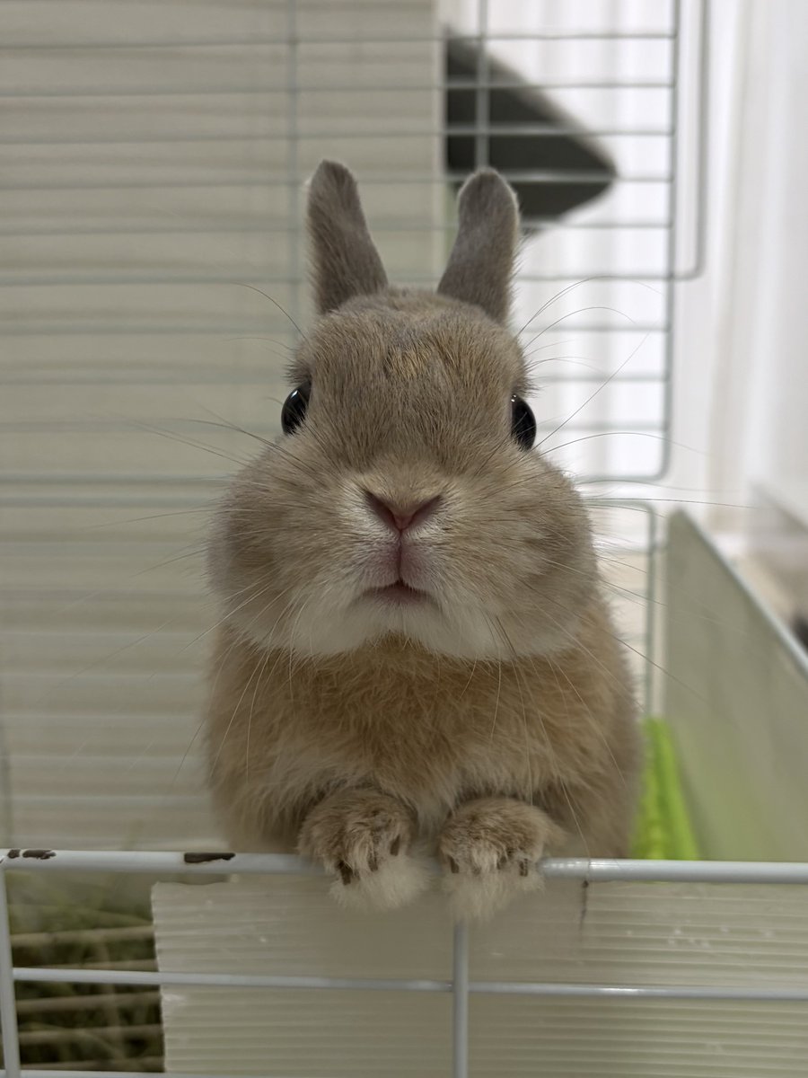 moca_usa_mofu's tweet photo. なかまに なりたそうに こちらをみている
なかまに してあげますか？ https://t.co/FlRtTqmiiu