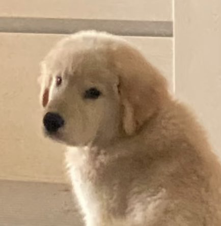 siennapaws's tweet photo. 🦮 https://t.co/k1zMYSXVPI