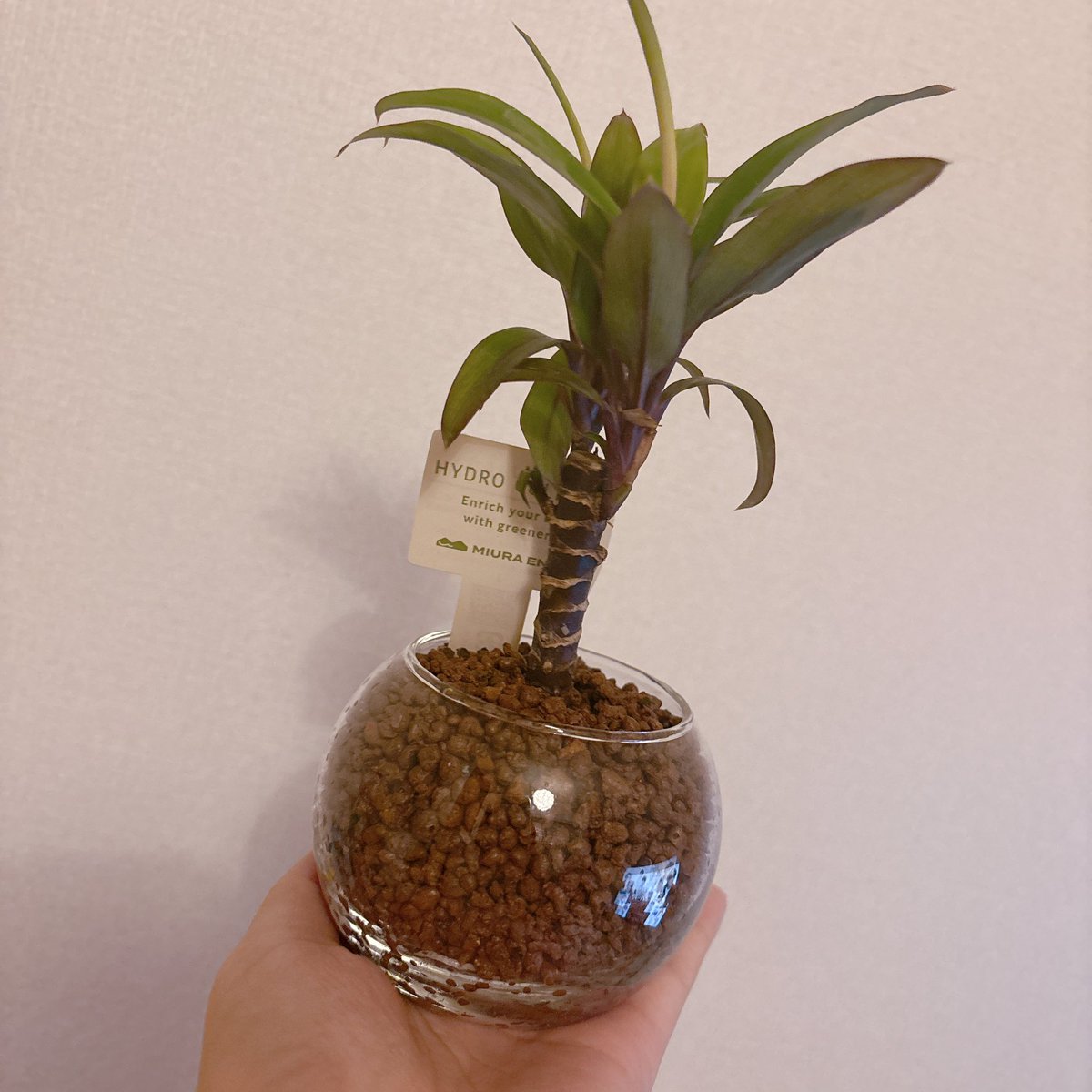 nnmy_CEO's tweet photo. ( 'ω'o[ 特典御礼 ]o
🌟せんたく洗剤いっぱい
🌟植物と共同生活
🌟エレガントなコスメ
🌟眠れない夜のお共に

続々届いてます☺︎
2月にガチで頑張ったイベントのも！
大切にします、ありがとう🫶 https://t.co/Bdp4ywtYd6