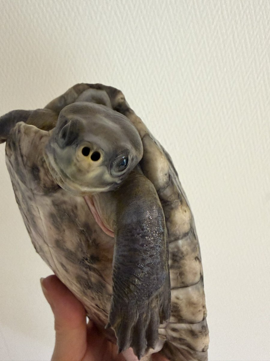 taka413i's tweet photo. 全換水完了！
気になる子達の身体測定です。
　　　　　　甲長　体重
カラグール　28     3410
オオヤマ①   22      1590
オオヤマ②   24      1720
メキシコカ19.5        875
ジーベンロ16.5        589
みんなスクスク育っています☺️
育ち過ぎのような気がしますが…😭
#カラグールガメ https://t.co/n6xQGn8HkZ