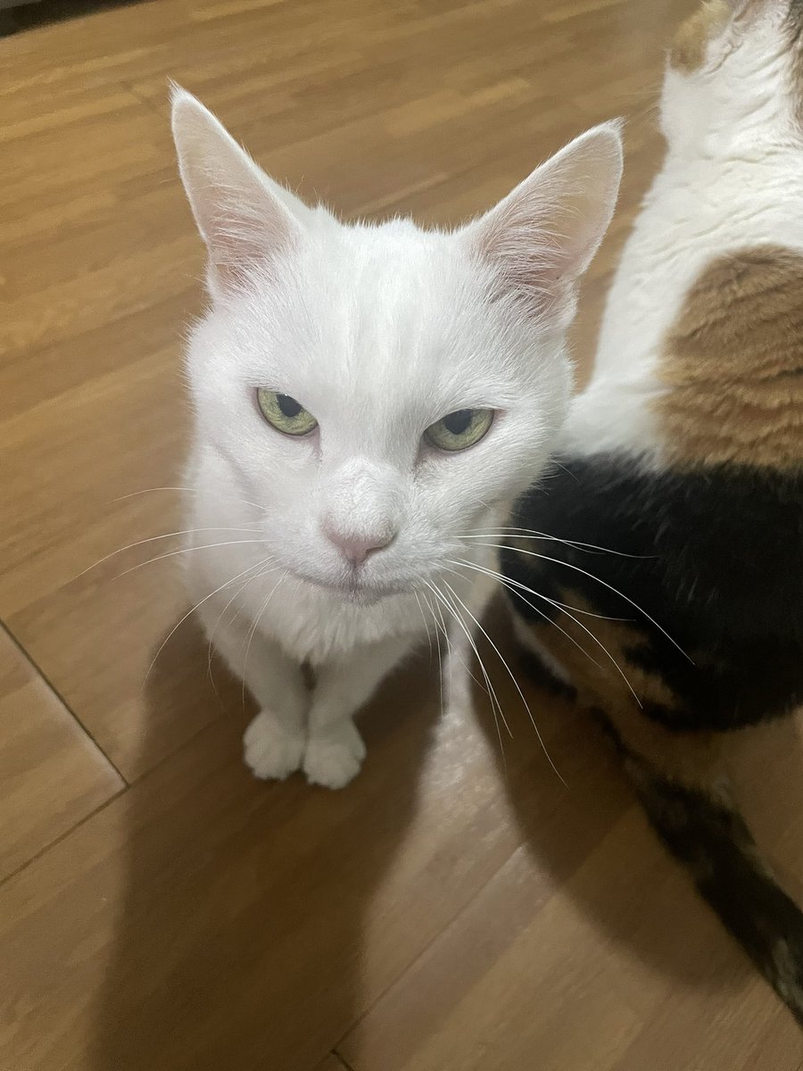 kkidcat's tweet photo. 화난거 아님 https://t.co/tuf7mARqwp