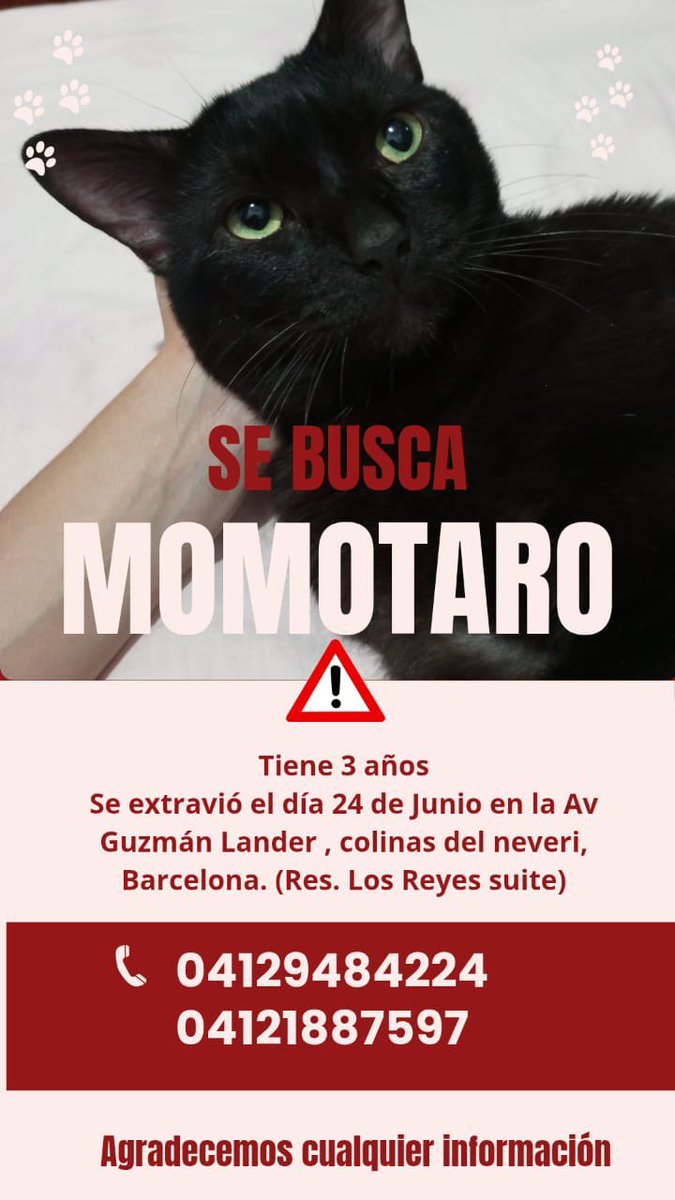 Vicky_Esclasans's tweet photo. Gatitos perdidos en colinas del neveri Barcelona el día del temblor. Por favor si lo ven avisar al número de la publicación o al 0424-8810649. AGRADECIDA de ante mano🙏🏻😿 #Barcelona #Lechería #PuertoLaCruz #Anzoátegui #Ayuda @FAPRANIANZ @SalvandoPatitas @angelitospatas https://t.co/kfoGa9Eaes
