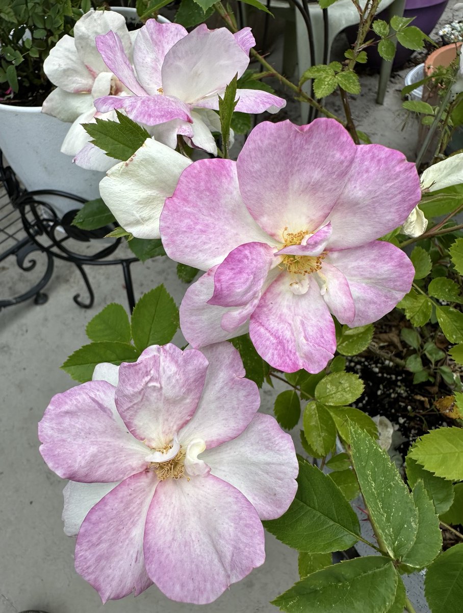 tinykarin's tweet photo. Happy faces ✨ 
#flowers #garden https://t.co/M98jO0xm8A