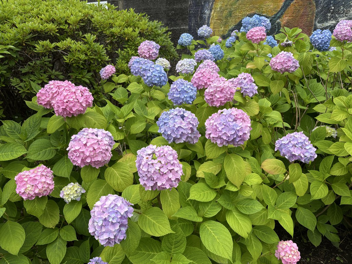 arabes66's tweet photo. 昨日は震源地の違う地震🫨が2回起きたと思ったら、今日は1日に台風🌀が２つ通過するそうです😱。地震は家の付近は両方とも震度3でしたが、隣県の息子の所は震度4で棚から物が落ちたそうです。声楽のレッスンは諦めていました😢が2つの台風の間隙を縫う様なカタチで行く事ができたので良かったです👍。 https://t.co/S3nVkUtOBn