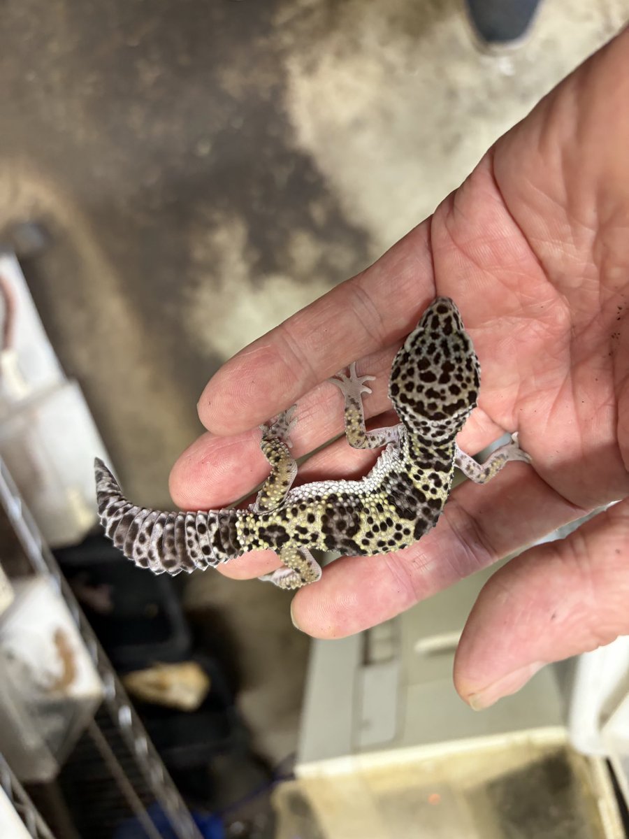longtail_2022's tweet photo. 皆様、こんにちは😃
生体紹介は、ヒョウモントカゲモドキ　マックススノーベビーです🦎
コオロギ、ディビアを食べてます🦎
20時まで営業しますので、皆様のお越しをお待ちしております🦎🐍🐸🐢 https://t.co/wqFq9QYiZi