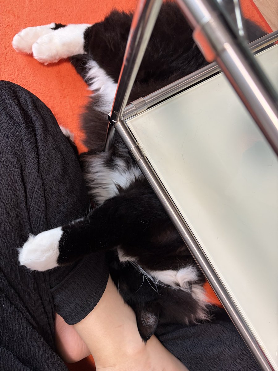 vell_0206_'s tweet photo. 🐈‍⬛落ちがち腹出しがち https://t.co/434f8OJJyE