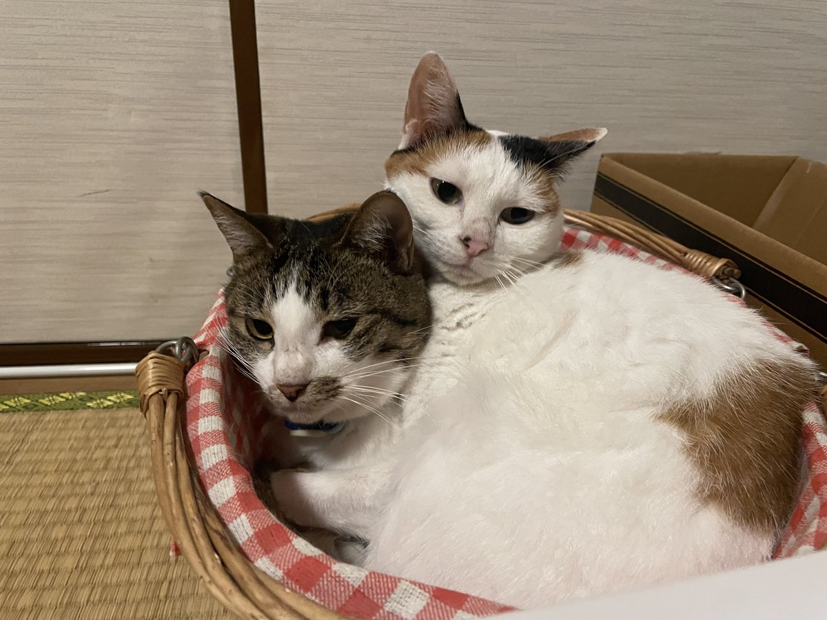 nyanchiku_3biki's tweet photo. https://t.co/CrvHwbIkoM