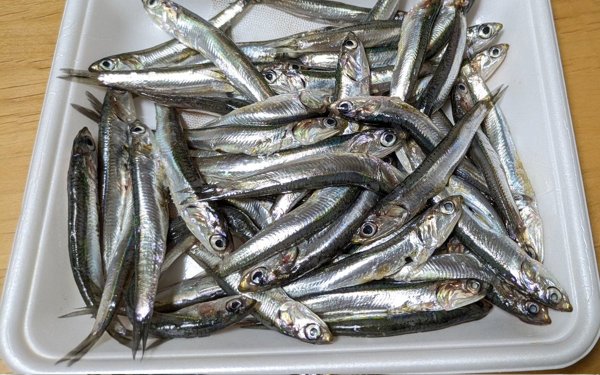 satocius's tweet photo. 夕食は
小イワシの天ぷら
ナスの煮浸し
きゅうりの酢の物
茶碗蒸し

広島初夏の名物小イワシは小ぶりだったが、50匹近くで350円。下処理は面倒だが、ビールが進みウマーベラス！！

#おうちごはん 
#晩ごはん
＃晩御飯 https://t.co/SkvZke4wv1