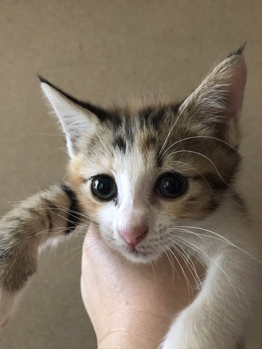 2年前、生後2ヶ月になる前 #三毛猫 #猫のいる暮らし