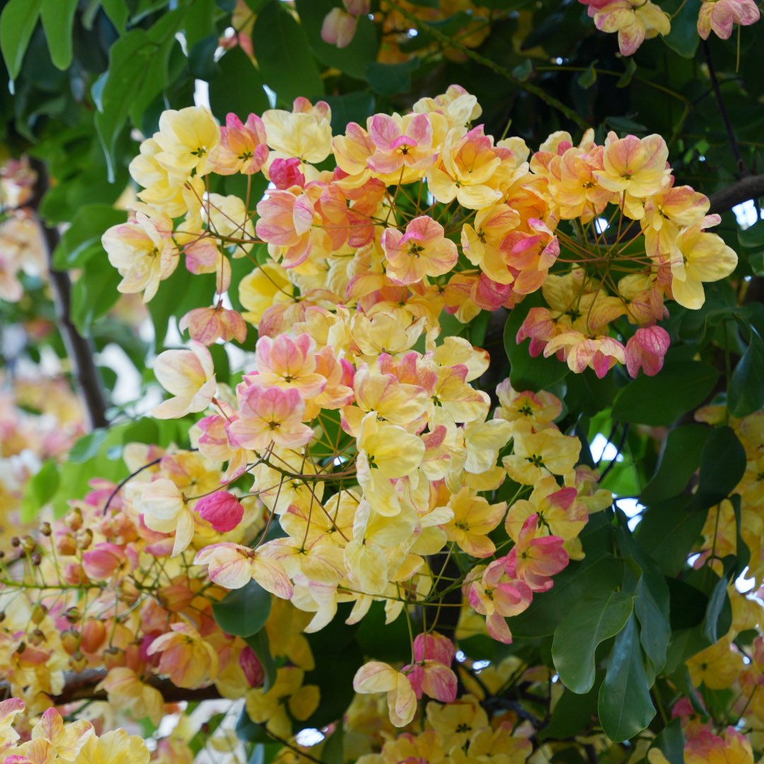 kakafruits's tweet photo. ハワイの夏が来ると、街がこの花で染まります。

レインボーシャワーツリー。

ハワイといえば、ハイビスカスやプルメリアを思い浮かべる方が多いかもしれません。

でも現地では、この花も夏を代表する風景のひとつ。

道路沿い、公園、駐車場。

街のあちこちで、
滝のように花を咲かせます。

白、クリーム色、淡い黄色、そしてピンク、ディープレッドまで。

一本の木の中で、花の色が少しずつ変わっているので、まるで虹が降り注いでいるよう。

「レインボーシャワーツリー」という名前も、この美しい色の移り変わりから付けられました。

実はこの木、東南アジア原産の2種類のシャワーツリーを、ハワイで交配して生まれた園芸品種。

黄色い花を咲かせるゴールデンシャワーツリーと、ピンク色の花を咲かせるピンクシャワーツリー。

その両方の美しさを受け継いでいます。

さらに、1965年には、ホノルル市の公式ストリートツリーにも選ばれました。

夏のハワイを歩いていると、見上げるたびにこの花が目に入ります。

青空との相性も抜群。

「ハワイの夏」と聞いて、私が真っ先に思い浮かべる景色のひとつです。

あなたは、ハワイというと思い浮かべる花はありますか？