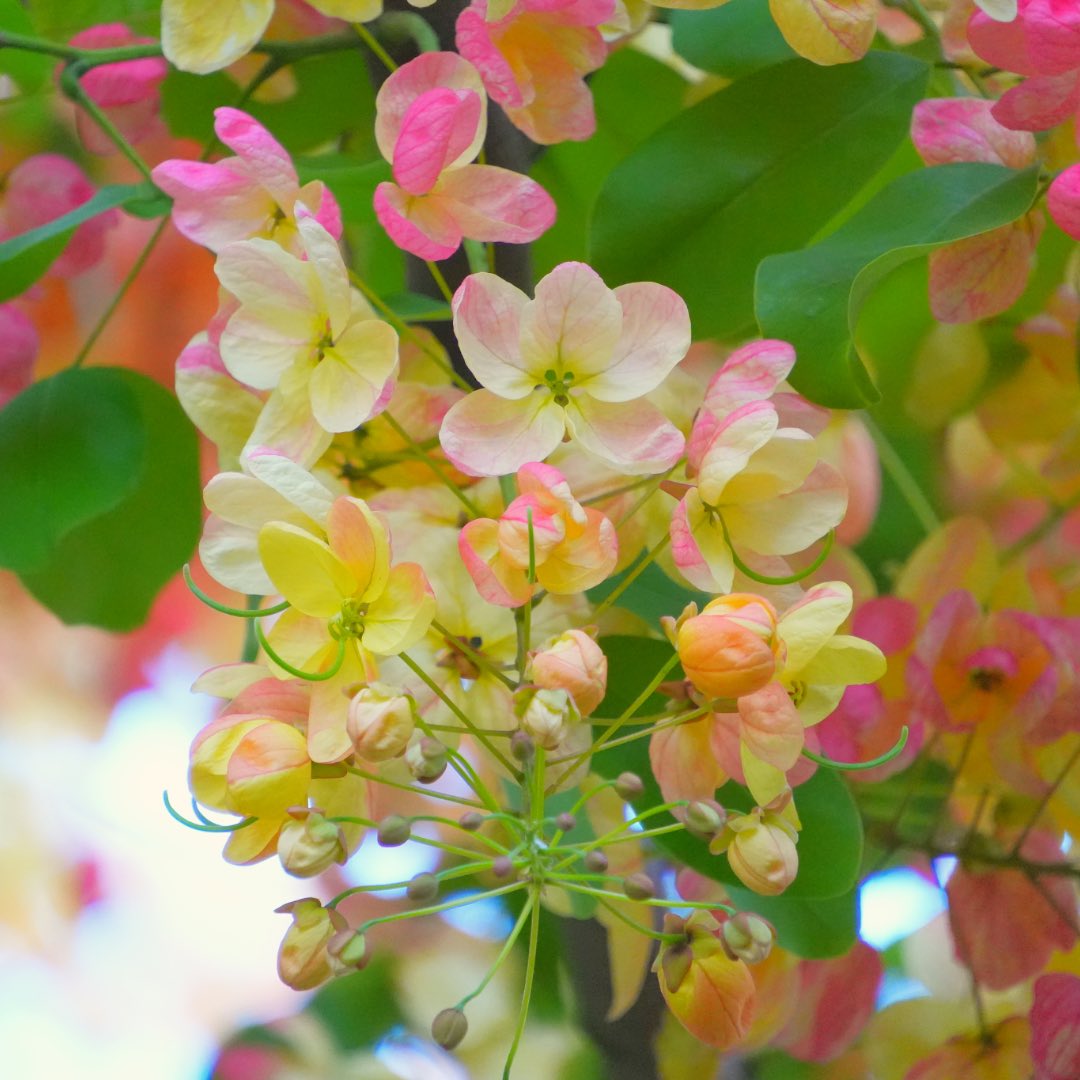 kakafruits's tweet photo. ハワイの夏が来ると、街がこの花で染まります。

レインボーシャワーツリー。

ハワイといえば、ハイビスカスやプルメリアを思い浮かべる方が多いかもしれません。

でも現地では、この花も夏を代表する風景のひとつ。

道路沿い、公園、駐車場。

街のあちこちで、
滝のように花を咲かせます。

白、クリーム色、淡い黄色、そしてピンク、ディープレッドまで。

一本の木の中で、花の色が少しずつ変わっているので、まるで虹が降り注いでいるよう。

「レインボーシャワーツリー」という名前も、この美しい色の移り変わりから付けられました。

実はこの木、東南アジア原産の2種類のシャワーツリーを、ハワイで交配して生まれた園芸品種。

黄色い花を咲かせるゴールデンシャワーツリーと、ピンク色の花を咲かせるピンクシャワーツリー。

その両方の美しさを受け継いでいます。

さらに、1965年には、ホノルル市の公式ストリートツリーにも選ばれました。

夏のハワイを歩いていると、見上げるたびにこの花が目に入ります。

青空との相性も抜群。

「ハワイの夏」と聞いて、私が真っ先に思い浮かべる景色のひとつです。

あなたは、ハワイというと思い浮かべる花はありますか？