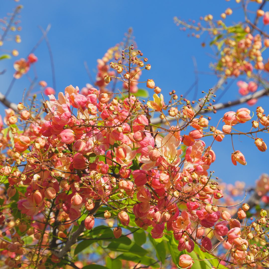 kakafruits's tweet photo. ハワイの夏が来ると、街がこの花で染まります。

レインボーシャワーツリー。

ハワイといえば、ハイビスカスやプルメリアを思い浮かべる方が多いかもしれません。

でも現地では、この花も夏を代表する風景のひとつ。

道路沿い、公園、駐車場。

街のあちこちで、
滝のように花を咲かせます。

白、クリーム色、淡い黄色、そしてピンク、ディープレッドまで。

一本の木の中で、花の色が少しずつ変わっているので、まるで虹が降り注いでいるよう。

「レインボーシャワーツリー」という名前も、この美しい色の移り変わりから付けられました。

実はこの木、東南アジア原産の2種類のシャワーツリーを、ハワイで交配して生まれた園芸品種。

黄色い花を咲かせるゴールデンシャワーツリーと、ピンク色の花を咲かせるピンクシャワーツリー。

その両方の美しさを受け継いでいます。

さらに、1965年には、ホノルル市の公式ストリートツリーにも選ばれました。

夏のハワイを歩いていると、見上げるたびにこの花が目に入ります。

青空との相性も抜群。

「ハワイの夏」と聞いて、私が真っ先に思い浮かべる景色のひとつです。

あなたは、ハワイというと思い浮かべる花はありますか？