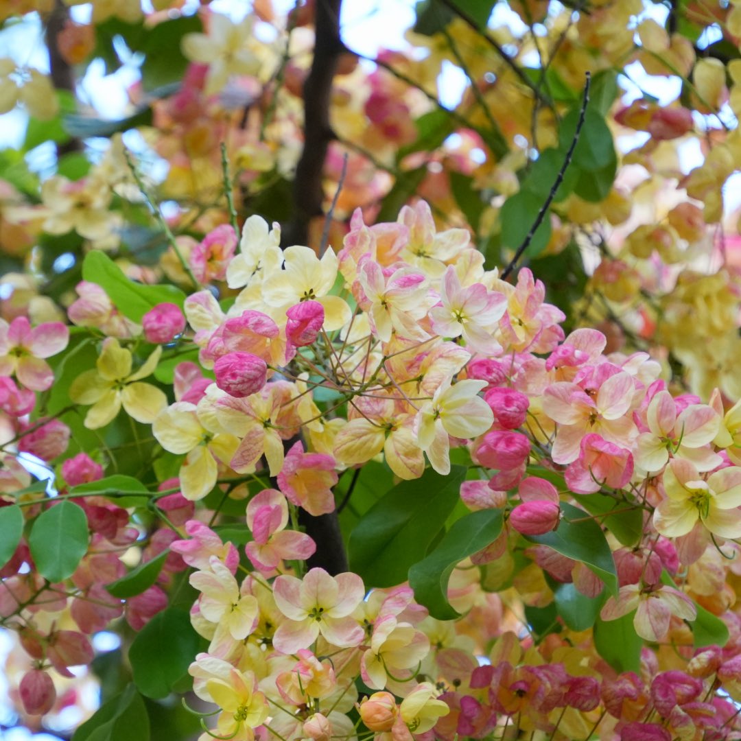 kakafruits's tweet photo. ハワイの夏が来ると、街がこの花で染まります。

レインボーシャワーツリー。

ハワイといえば、ハイビスカスやプルメリアを思い浮かべる方が多いかもしれません。

でも現地では、この花も夏を代表する風景のひとつ。

道路沿い、公園、駐車場。

街のあちこちで、
滝のように花を咲かせます。

白、クリーム色、淡い黄色、そしてピンク、ディープレッドまで。

一本の木の中で、花の色が少しずつ変わっているので、まるで虹が降り注いでいるよう。

「レインボーシャワーツリー」という名前も、この美しい色の移り変わりから付けられました。

実はこの木、東南アジア原産の2種類のシャワーツリーを、ハワイで交配して生まれた園芸品種。

黄色い花を咲かせるゴールデンシャワーツリーと、ピンク色の花を咲かせるピンクシャワーツリー。

その両方の美しさを受け継いでいます。

さらに、1965年には、ホノルル市の公式ストリートツリーにも選ばれました。

夏のハワイを歩いていると、見上げるたびにこの花が目に入ります。

青空との相性も抜群。

「ハワイの夏」と聞いて、私が真っ先に思い浮かべる景色のひとつです。

あなたは、ハワイというと思い浮かべる花はありますか？