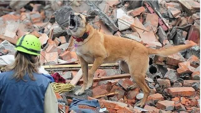 domdyer70's tweet photo. Whenever we need them most they come to our rescue, (rescue dog working in the ruins of a building after earthquake in Venezuela) https://t.co/30FFySthHC