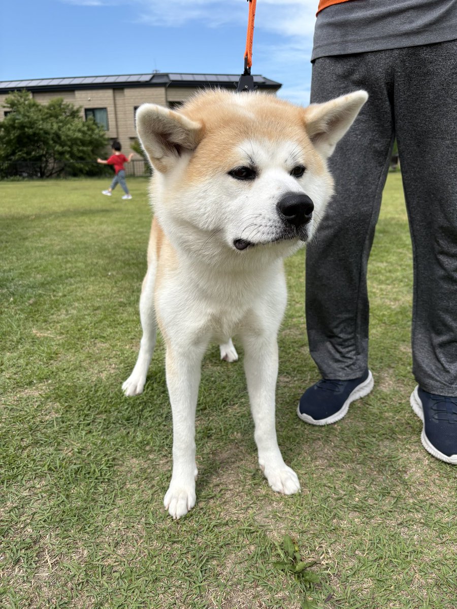 odate_akitainu's tweet photo. 本日6月27日(土)
午後の部(13:15~16:45)は、
赤毛の女の子｢まこちゃん｣(2歳)がお出迎え中です🐶💗

come say hello to Mako.
F, 2y.o., energetic.

#きょうの秋田犬 #秋田犬の里 
#akitainu #akita https://t.co/xsgA8rGQUS