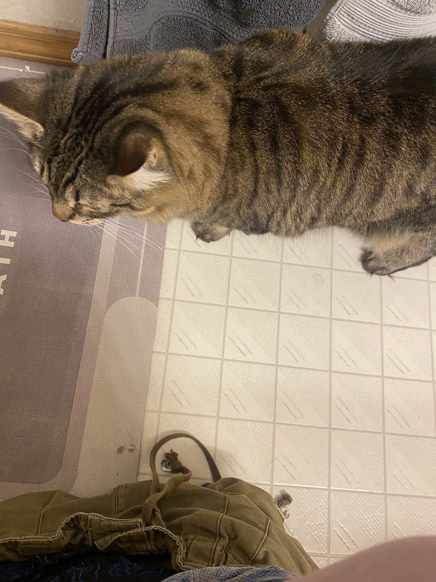 _pocketmoose's tweet photo. Shitting and this bitch in here ate a spider https://t.co/Os4shGHUup