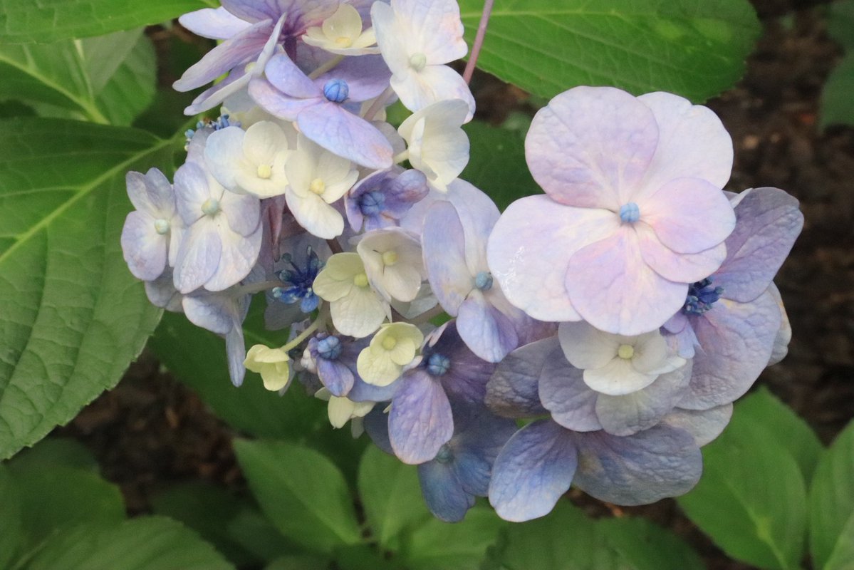 cou_cou99's tweet photo. 🌸 https://t.co/MyaoVJChxF
