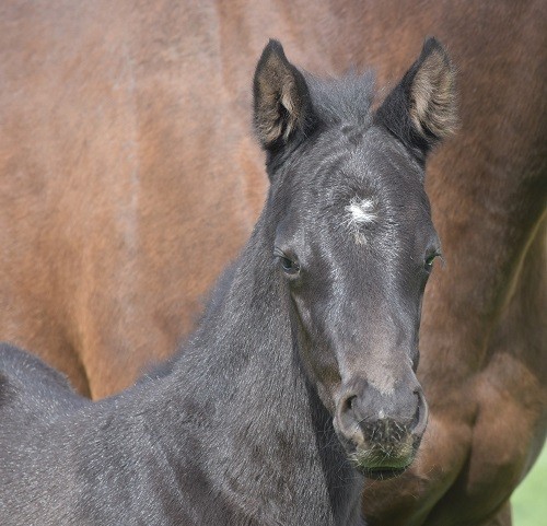 NewgateFarm's tweet photo. ⚡️BRUTAL⚡️

Big run for farm grad 🎓Savagery Vibe placing🥈in the G1⃣ Tatts Tiara 👑 @EagleFarmRacing 

What a super mare she has been for @tonygollan this preparation for her owners ‼️

Well done to her breeder Orbis Bloodstock and all her connections 👏👏

#RaisingRacehorses https://t.co/8wvLm1zaht