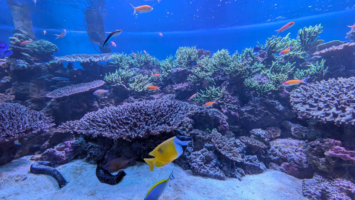 suzu_uti's tweet photo. 八景島いってきた
たのしかったよ〜〜🪼🪸🐟️ https://t.co/2DdXQCd4rW