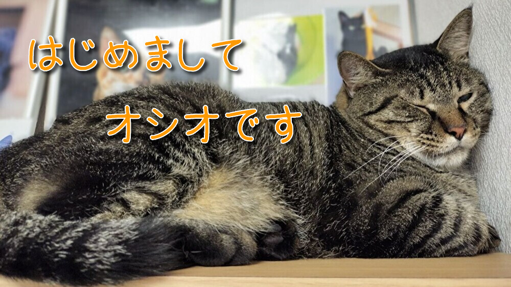 CatcafeTamayura's tweet photo. 久々にyoutube動画をアップしました📽️

たまゆらではその魅力がなかなか伝わらないだろうオシオさんのご紹介です。

ぜひご覧ください！
https://t.co/fNYTcol5VX https://t.co/WXVUDF5cou