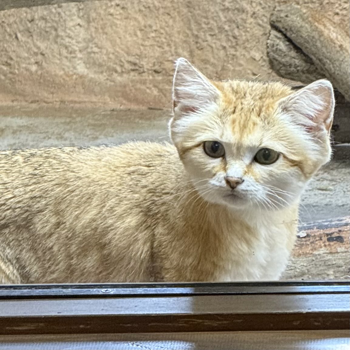 _neo_n's tweet photo. 離れた後に見てくるのは脈アリ？？ https://t.co/4TGMDgW6lh