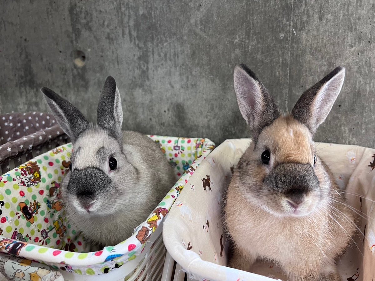 kobeojizoo's tweet photo. ７月２日（木）より暑さのためウサギのふれあいタイムは中止いたします。
動物たちの健康管理のためご理解くださいますようお願いします。

#ふれあい広場　＃王子動物園 https://t.co/zOgLvIMACv