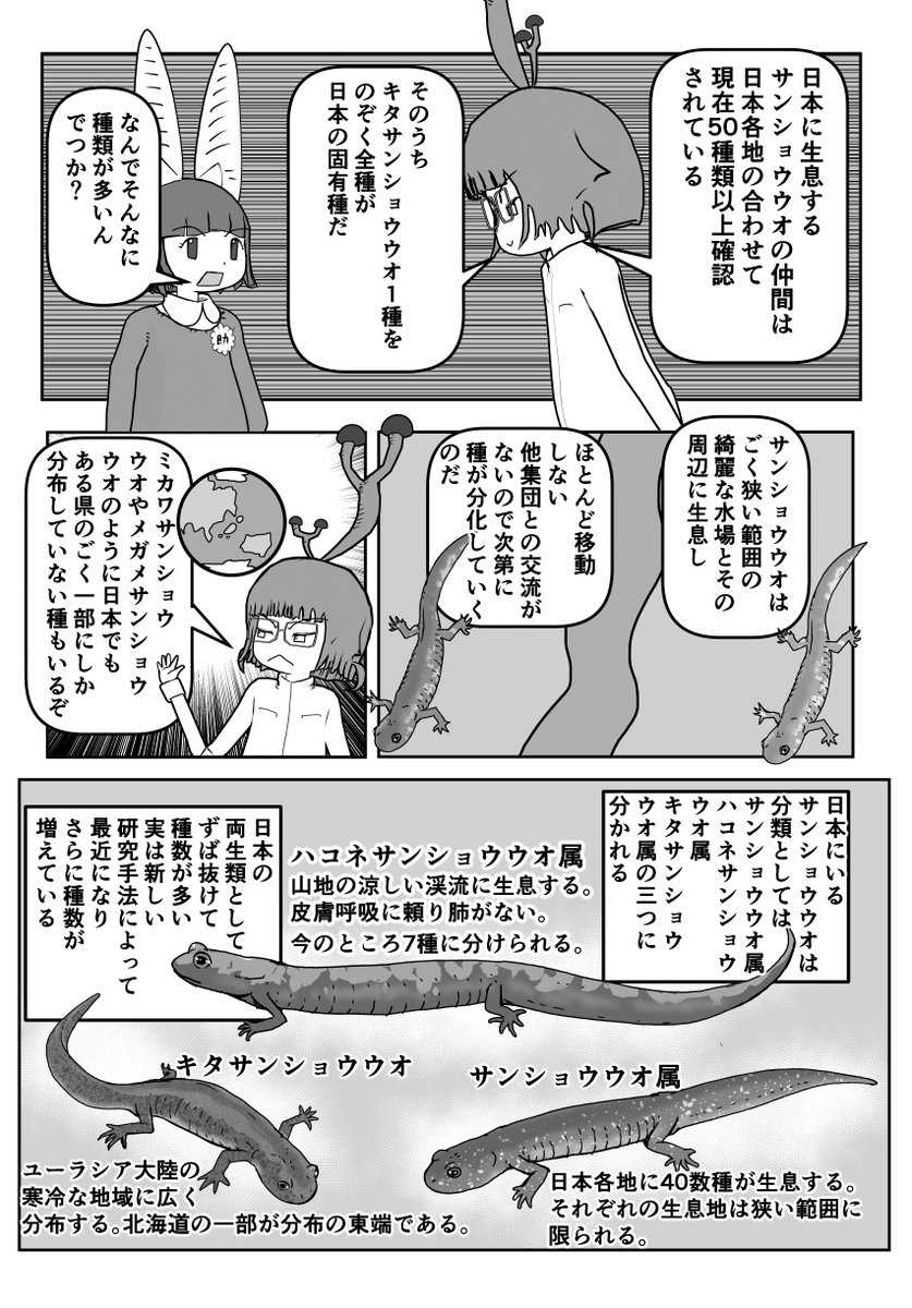 オオサンショウウオ回がバズり気味なので、ついでに「サンショウウオ」回も再掲するやで。2/2 
#クック先生の動物講座 