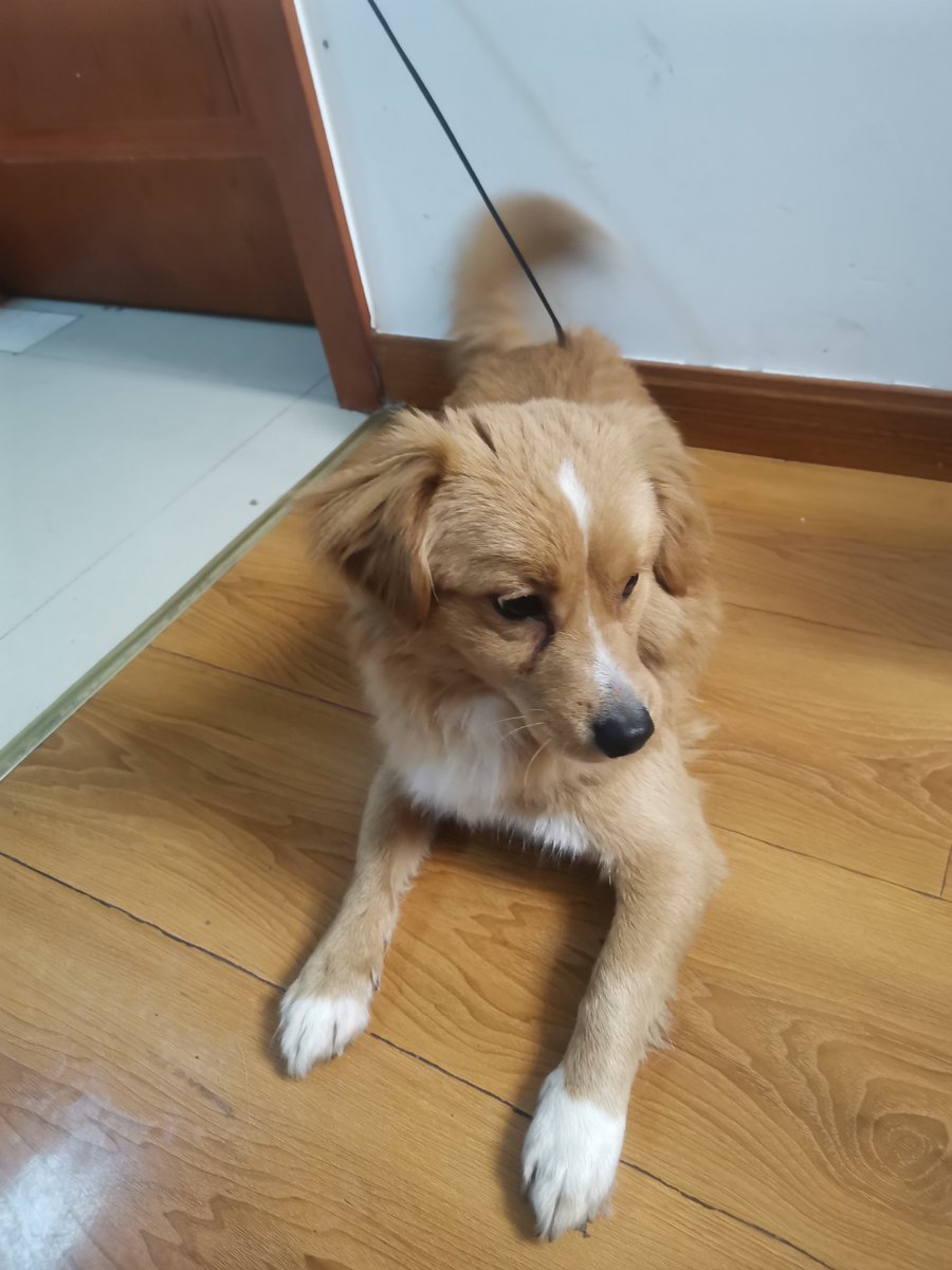 sishi98's tweet photo. My little pup just mastered "sit" today! Watching him grow from a wobbly newborn to a smart little buddy never fails to warm my heart https://t.co/6fmH5xz5hm