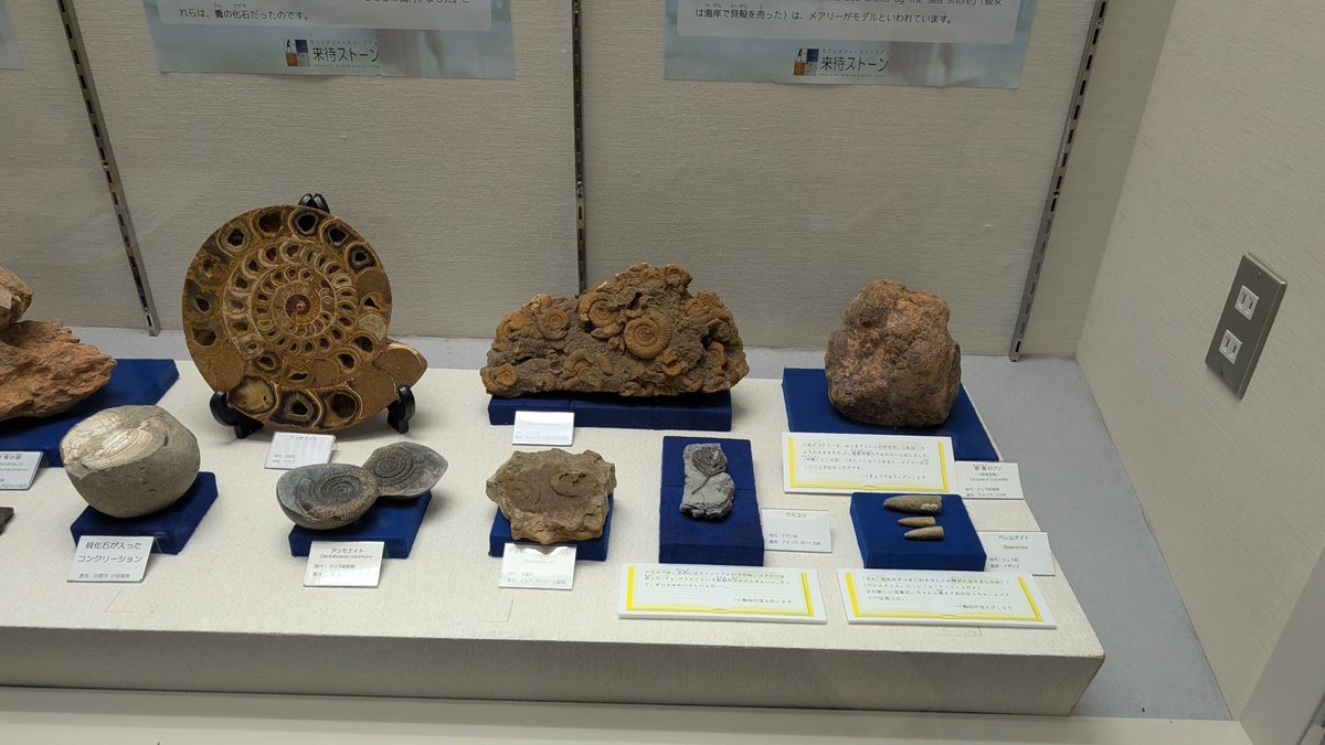 kimachi_komainu's tweet photo. 本日より、松江市立中央図書館入口の展示ケースで、化石の展示をしています！
テーマは「物語の中の化石」です。物語にでてくる実際の化石を展示しています。
また、図書館さんの方では、展示にまつわる本も紹介されています。
7/30まで展示していますので、ぜひご覧くださいね。

＃来待 ＃化石 https://t.co/bGD4UEf0A0