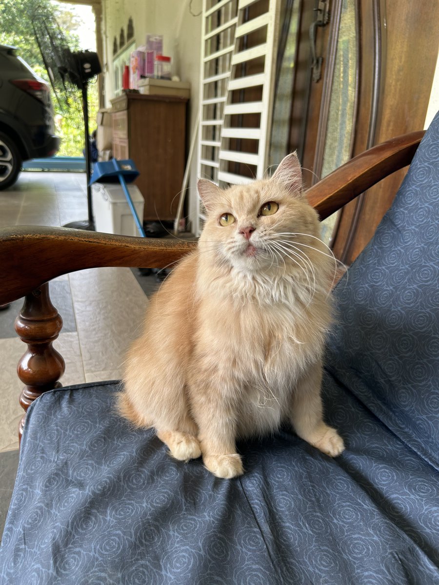 yemmeow's tweet photo. I sapu ubat jenis krim kat mulut yumi tapi dia jilat pulak. Hmm ada idea tak camna nak buat https://t.co/X1UjeXL5iu