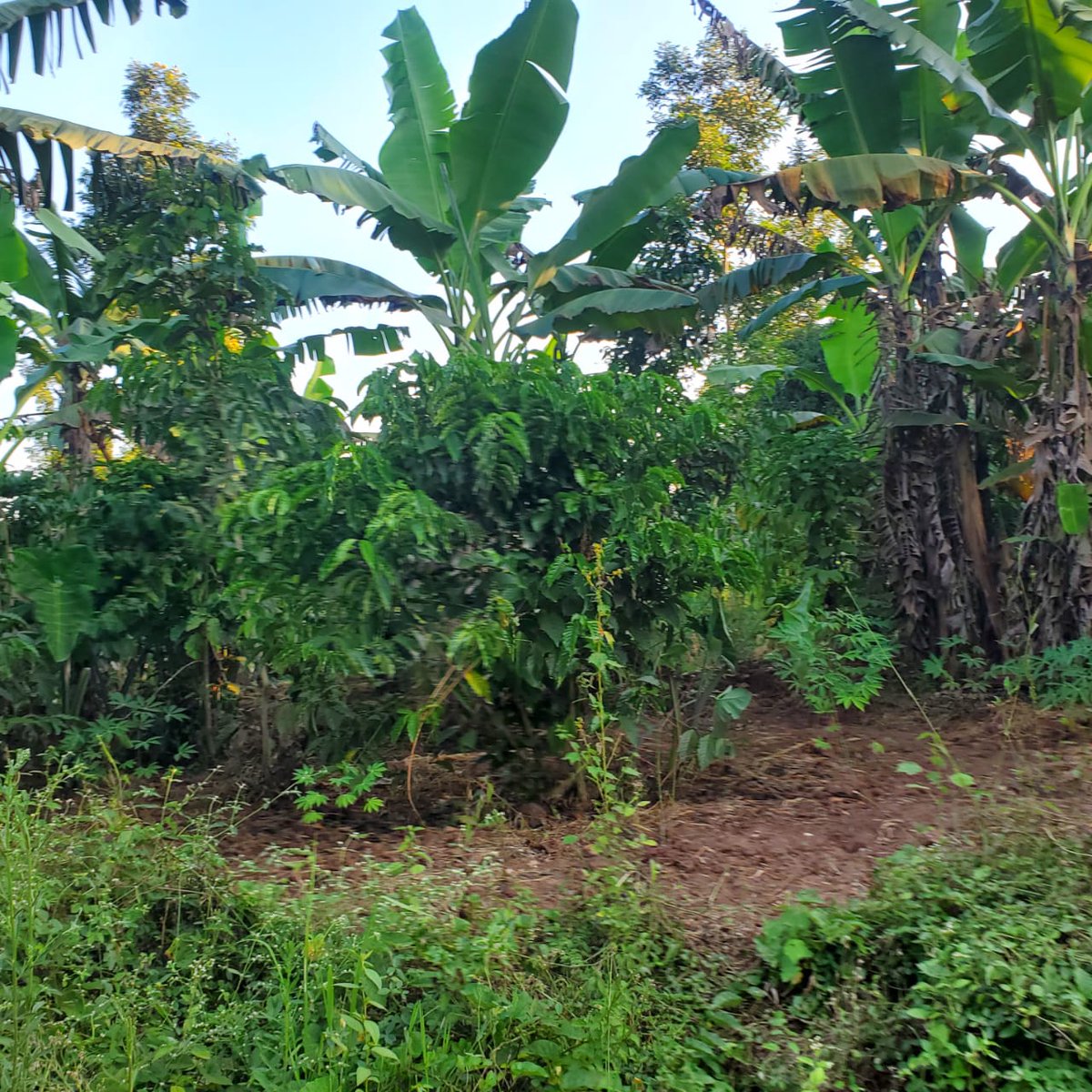 KMT_properties's tweet photo. 5ACRES FOR SALE KIWENDA NAZARETH 
3KM FROM TAMARC ROAD PRICE 150M PER ACRE LAND TITLE  AVAILABLE Whatsapp or call 0786396665 https://t.co/NDaWPum9r9